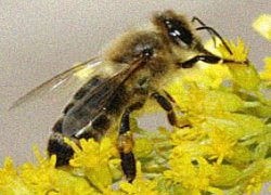 Bienenzuchtverein Bad Eisenkappel - Čebelarsko društvo Železna Kapla Foto